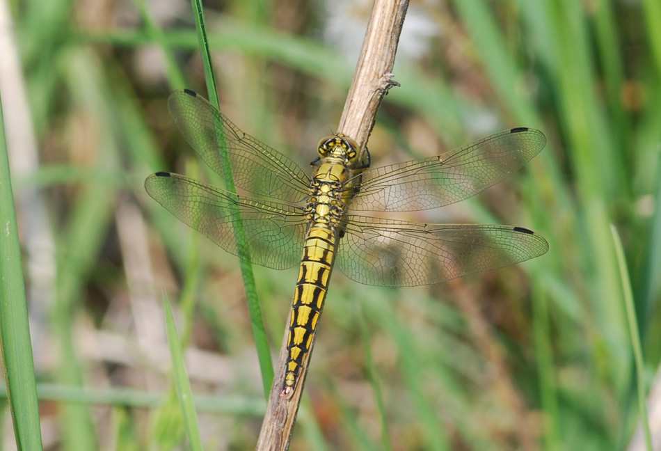 libellula da ident